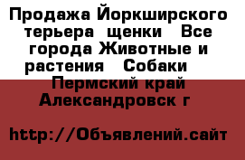 Продажа Йоркширского терьера, щенки - Все города Животные и растения » Собаки   . Пермский край,Александровск г.